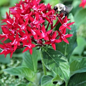 busy_bee