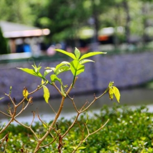 WDW45_640x480_