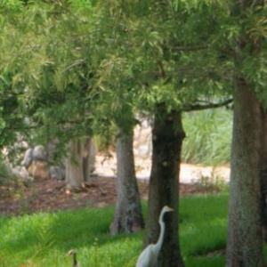 WDW54_640x480_