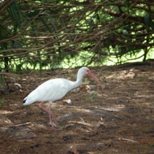 wdw70_640x480_