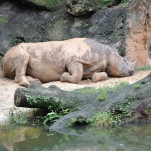 sleeping rhino