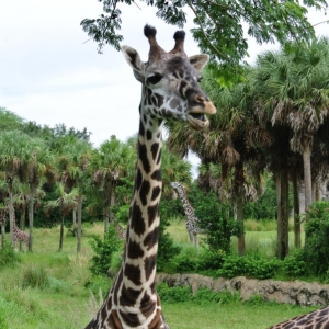 photo bomb giraffe