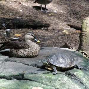 duck and turtle