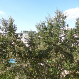BWV 1-Bedroom Garden/Pool View #4134
