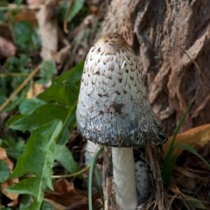 DSC_095934