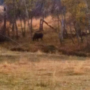 moose2