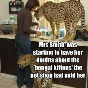 bengals