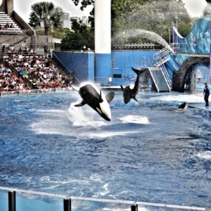 sea_world_1_2012
