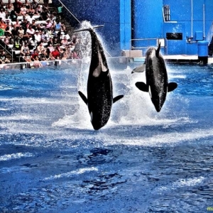 sea_world_6