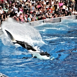 sea_world_7