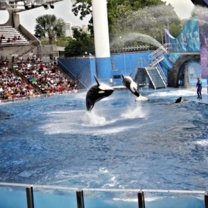 sea_world_8