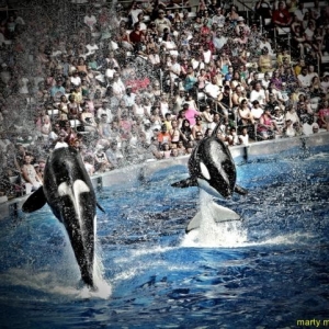 sea_world_4