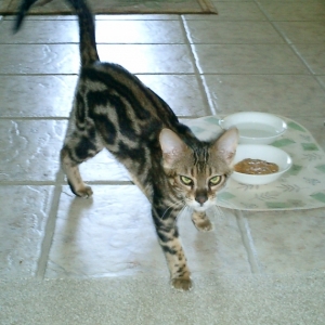 Rocky