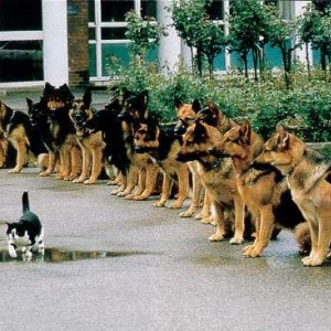 cat-and-gsd