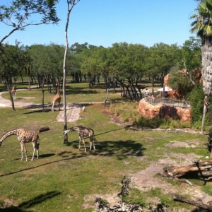 Animal-Kingdom-Lodge-Animals-010