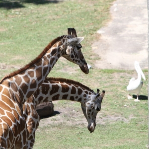 Animal-Kingdom-Lodge-Animals-011