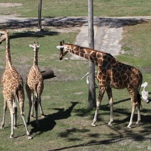 Animal-Kingdom-Lodge-Animals-013