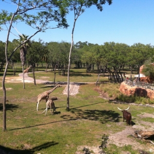 Animal-Kingdom-Lodge-Animals-017