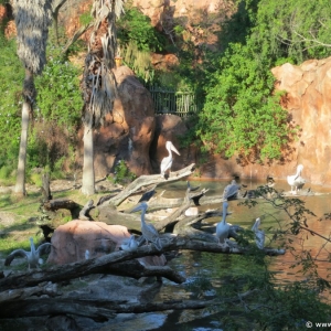 Animal-Kingdom-Lodge-Animals-020