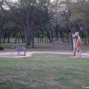 Animal-Kingdom-Lodge-Animals-022