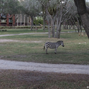 Animal-Kingdom-Lodge-Animals-026