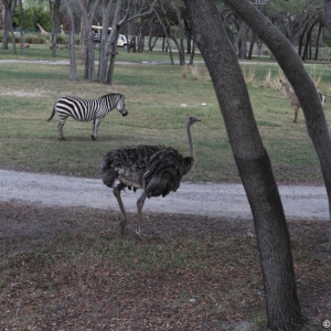 Animal-Kingdom-Lodge-Animals-027