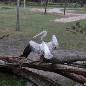 Animal-Kingdom-Lodge-Animals-030