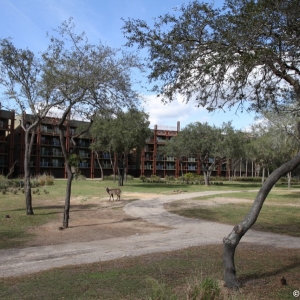 Animal-Kingdom-Lodge-Animals-033