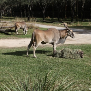 Animal-Kingdom-Lodge-Animals-035