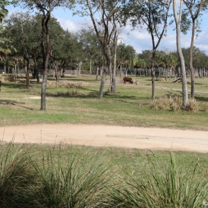 Animal-Kingdom-Lodge-Animals-036