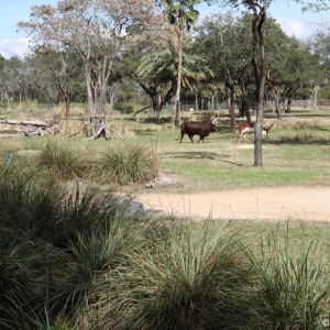 Animal-Kingdom-Lodge-Animals-037