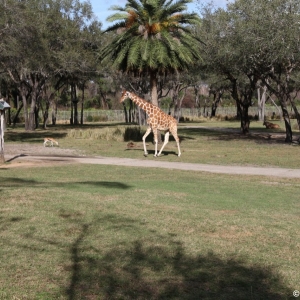 Animal-Kingdom-Lodge-Animals-038