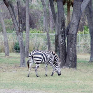 Animal-Kingdom-Lodge-Animals-039