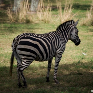 Animal-Kingdom-Lodge-Animals-041