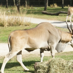 Animal-Kingdom-Lodge-Animals-042