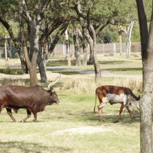 Animal-Kingdom-Lodge-Animals-043