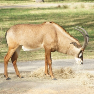 Animal-Kingdom-Lodge-Animals-044