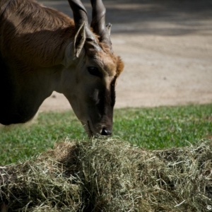 Animal-Kingdom-Lodge-Animals-048