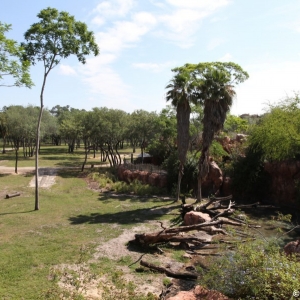 Animal-Kingdom-Lodge-Room-017