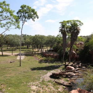 Animal-Kingdom-Lodge-Room-019