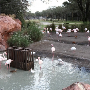 Animal-Kingdom-Lodge-0079