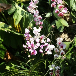 Epcot-Flower-Garden-2013-073