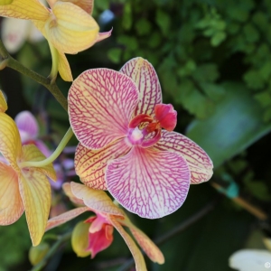 Epcot-Flower-Garden-2013-074