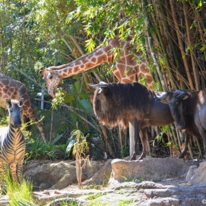 DL-Jungle-Cruise-018