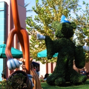 Sorcerer's Apprentice shrubs
