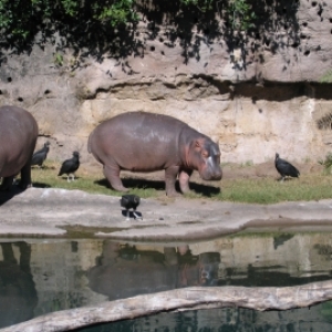 Kilimanjaro Safari-hippos