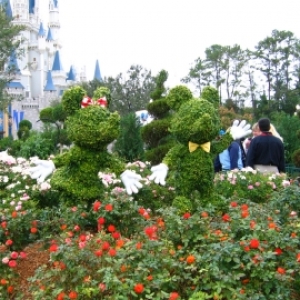 Mickey and Minnie shrub