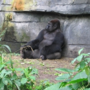 Silverback Gorilla