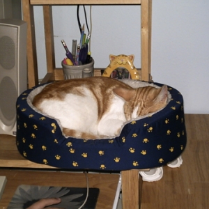 CheezDoodle_napping_small_1-05