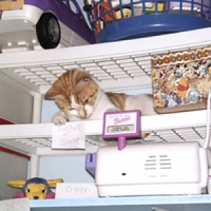 CheezDoodle_on_Toy_Shelf_tiny1-19-05
